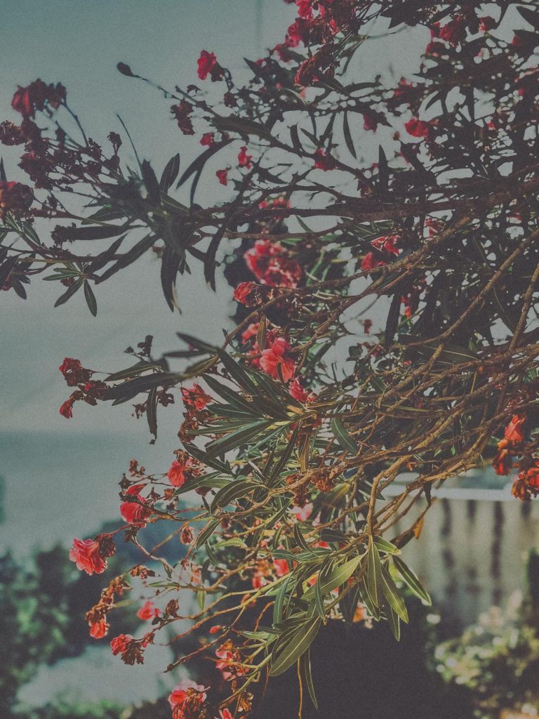 Photo Camille Perrin Studio